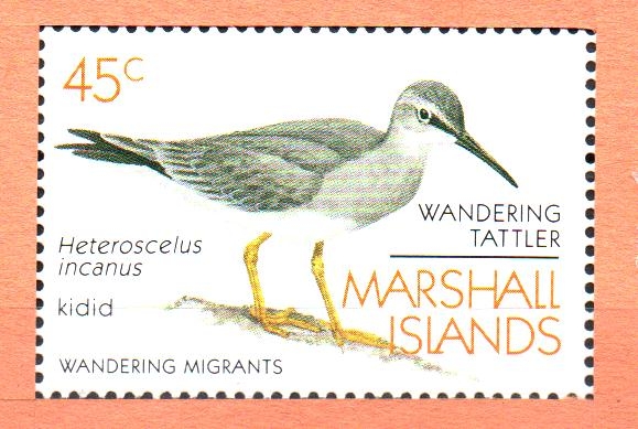 AVES.  HETEROSCELUS  INCANUS.