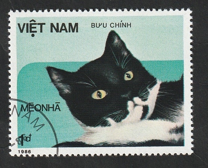685 - Gato de raza