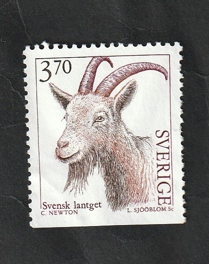 1843 - Cabra