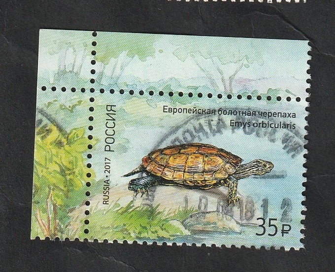 7816 - Tortuga, emysorbicularis