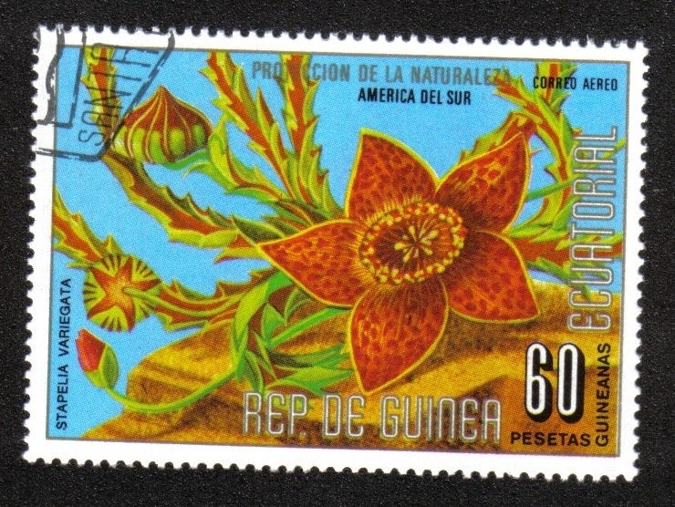 Flowers (II) South American
