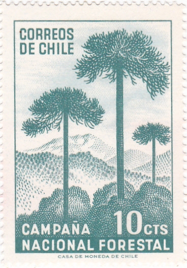 CAMPAÑA NACIONAL FORESTAL 