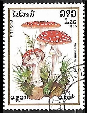 Setas - Amanita Muscaria