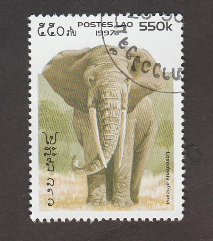 Elefante