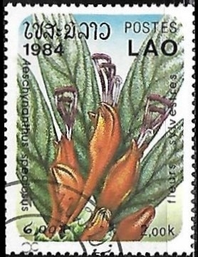 Flores - Aeschynanthus speciosus