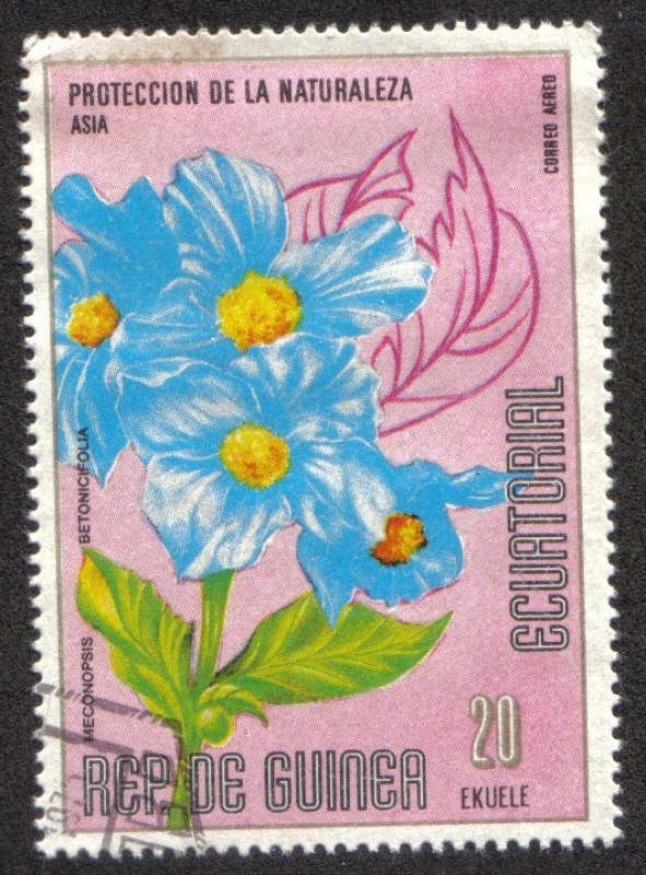 Flowers (VII) Asian