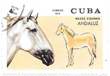 caballos