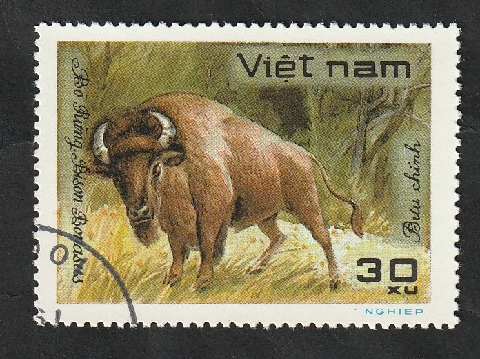 307 - Animal salvaje, bisonte