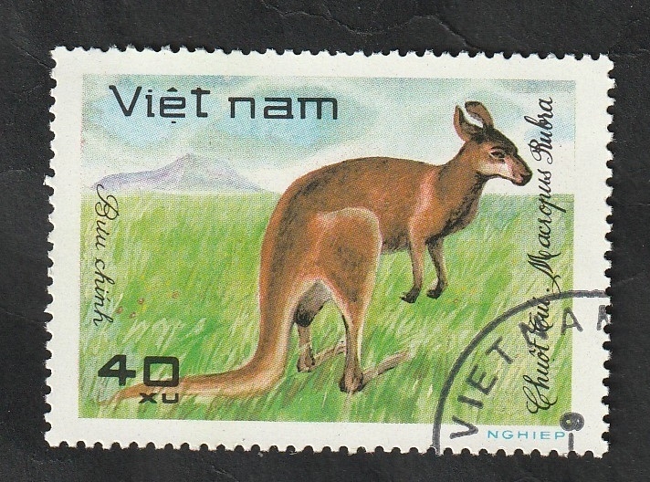 310 - Animal salvaje, canguro