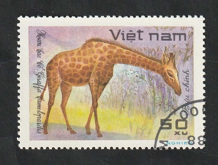 312 - Animal salvaje, jirafa