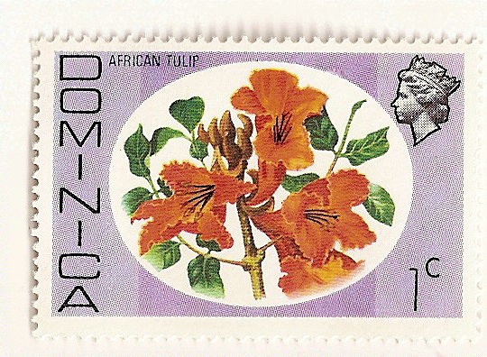 Tulipan africano.
