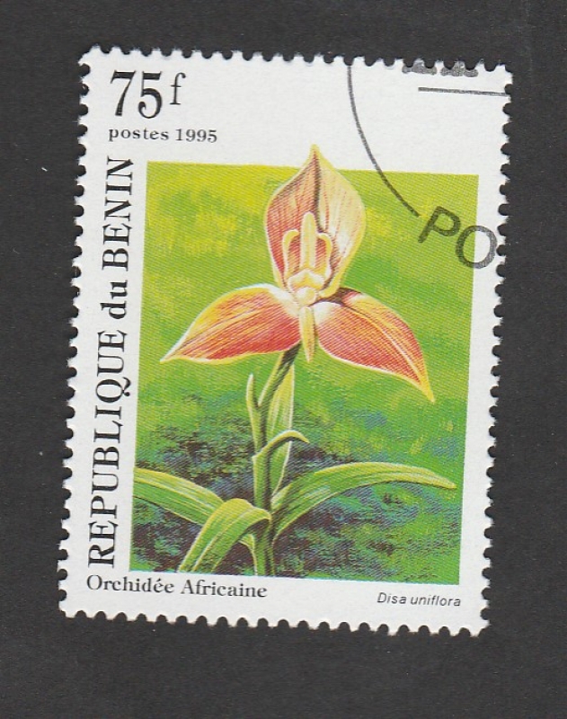 Disa uniflora