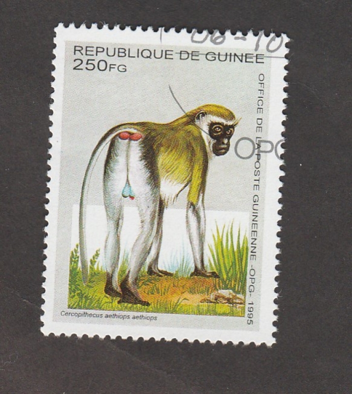 Cercopithecus aethiops