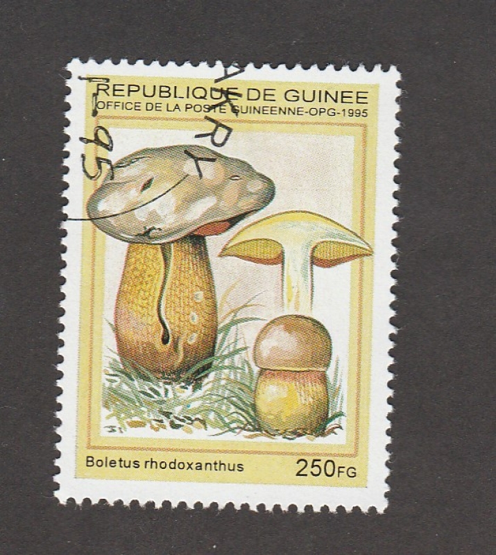 Boletus rhodoxanthius