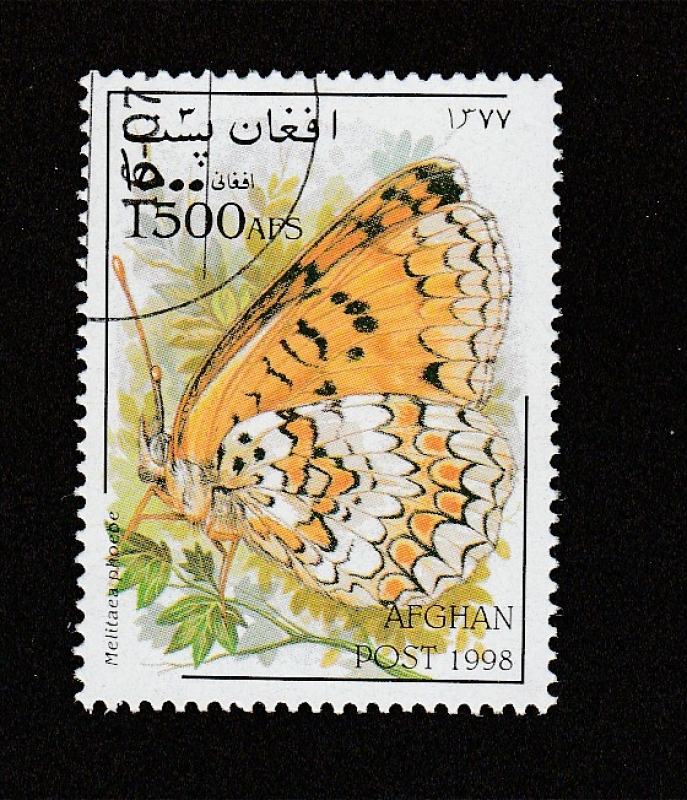 Melitaea phoebe