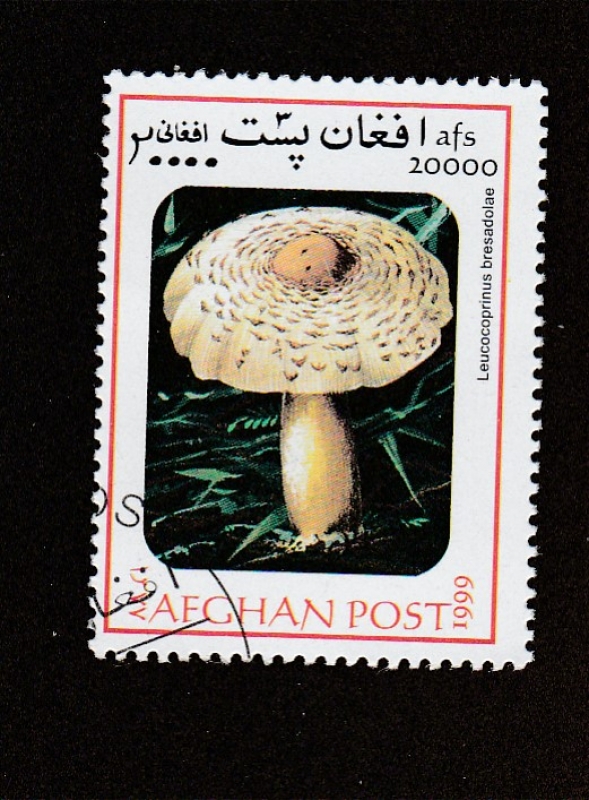 Leucocoprinus  bresadolae