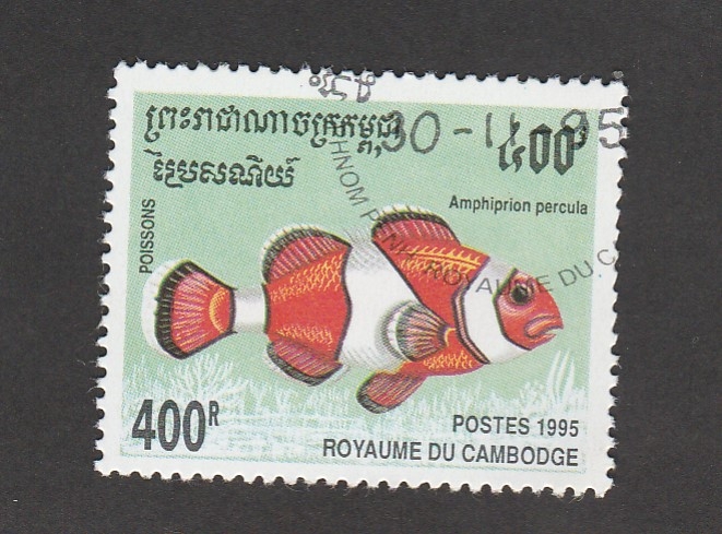 Amphiprion percula