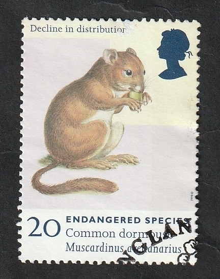 2011 - Lirón