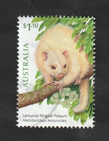 Fauna, hemibelideus lemuroides