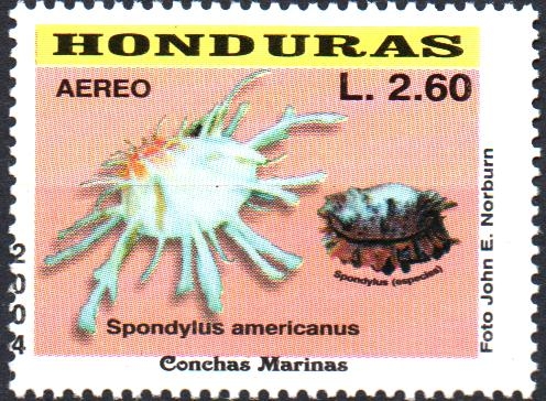 CONCHAS  MARINAS.  SPONDYLUS  AMERICANUS.