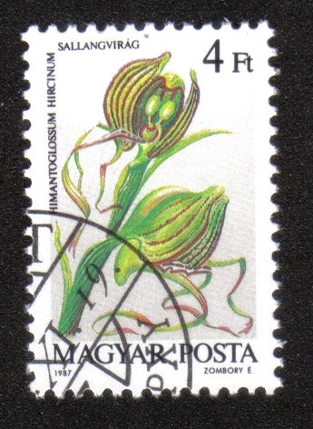 Orquídeas