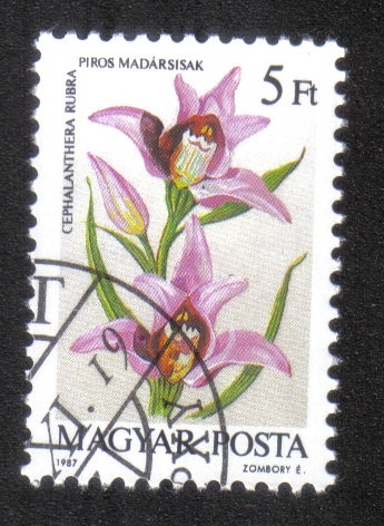 Orquídeas