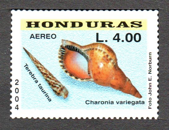 CONCHAS  MARINAS.  CHARONIA  VARIEGATA.