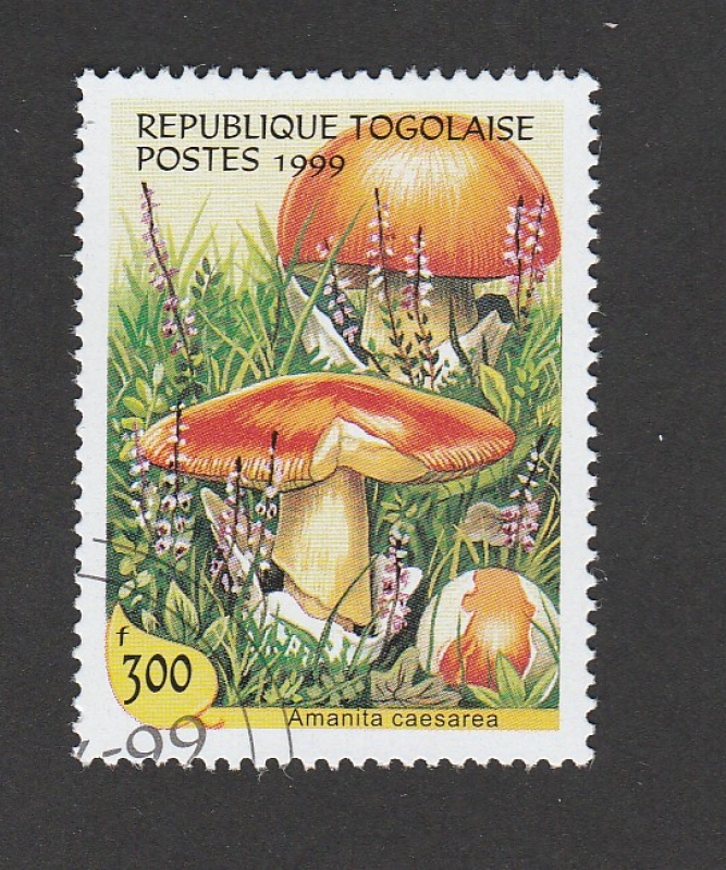 Amanita caesarea