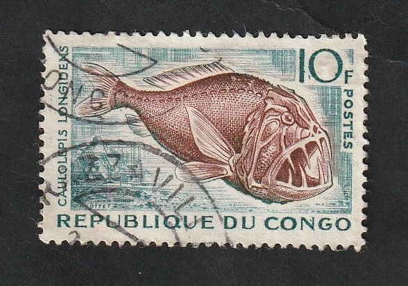 147 - Caulolepis longidens
