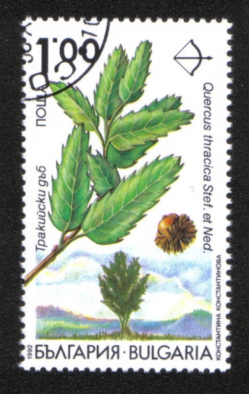 Árbol, Quercus thracica