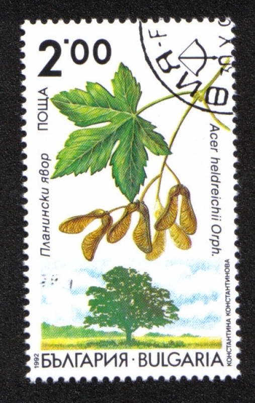Árbol, Acer heldreichii