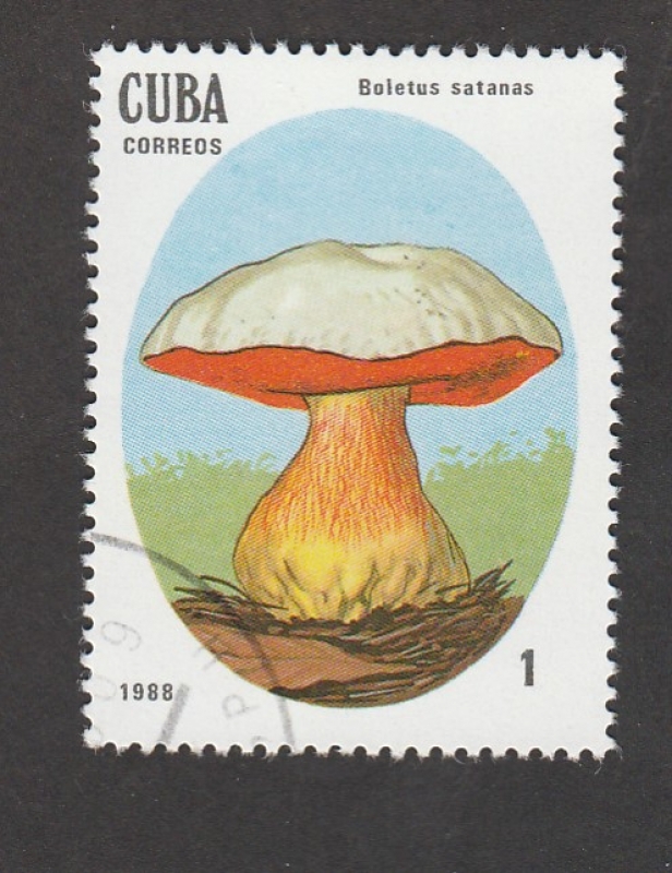 Boletus satanas