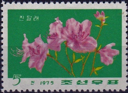 Rododendros