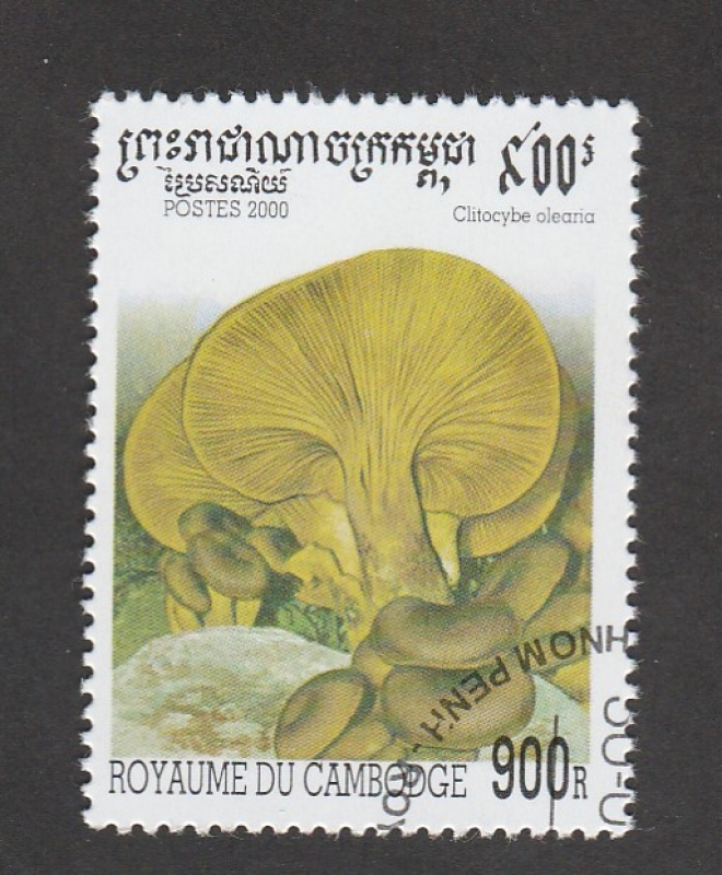 Clitocybe olearia