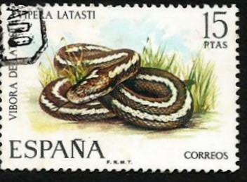 Lataste's Viper (Vipera latasti) 2097