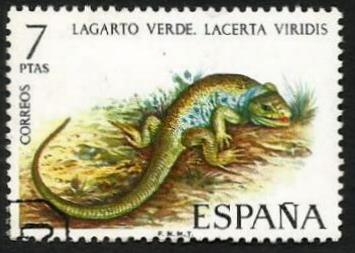 Lacerta viridis - 2096