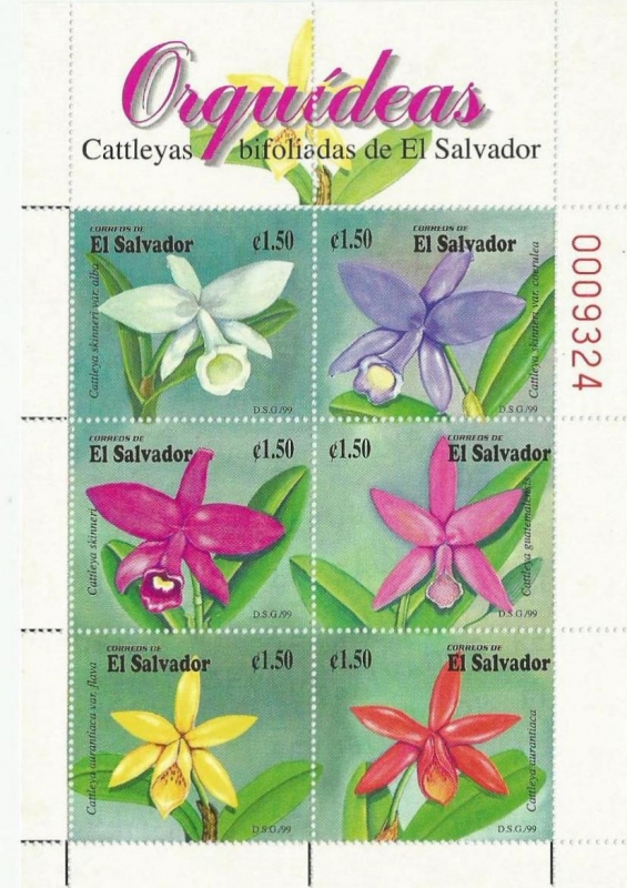 Orquídeas bifolíadas de El Salvador (1999)