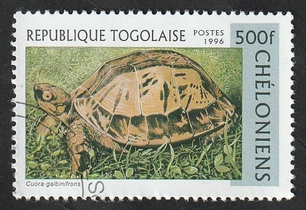 1521 - Tortuga