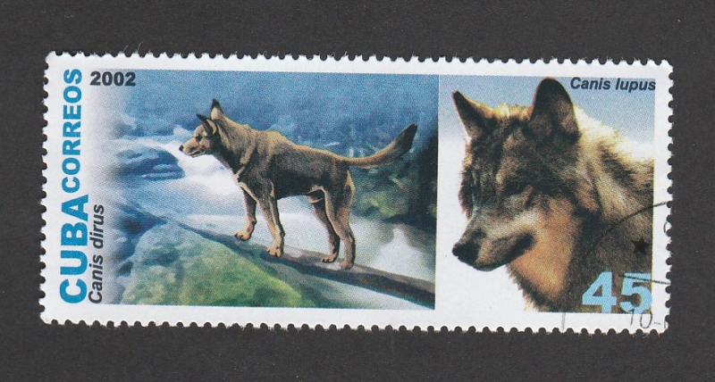 Canis lupus