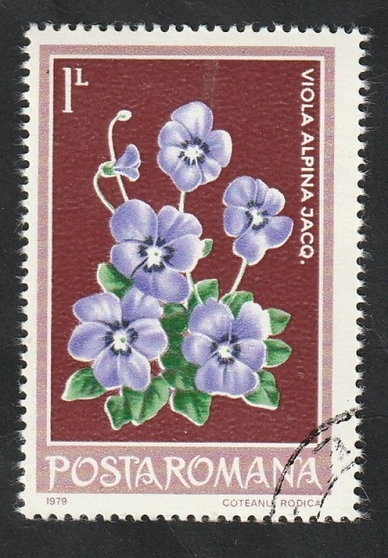 3158 - Flor, viola alpina Jacq.