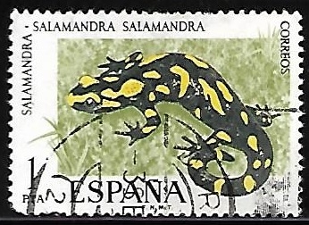 Fauna hispanica - Salamandra