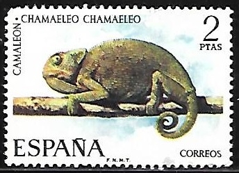 Fauna hispanica - Camaleon