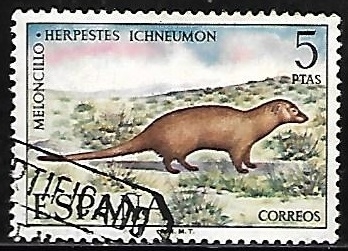Fauna hispanica - Meloncillo