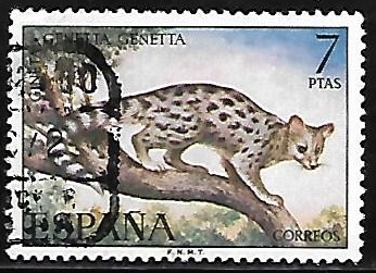 Fauna hispanica - Gineta