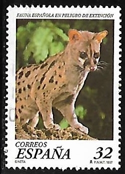 Fauna española en peligro de extinción - Felinos de presa