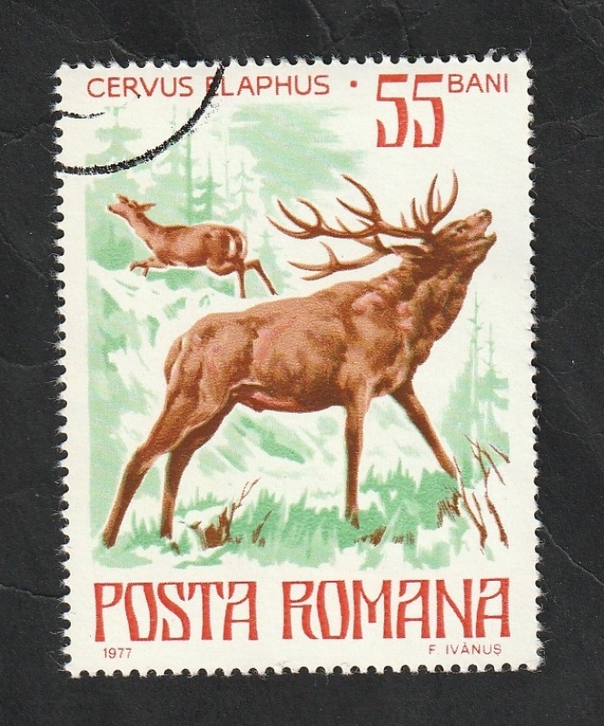 3021 - Fauna, Cervus elaphus