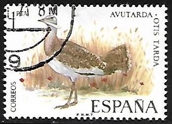Aves - Avutarda