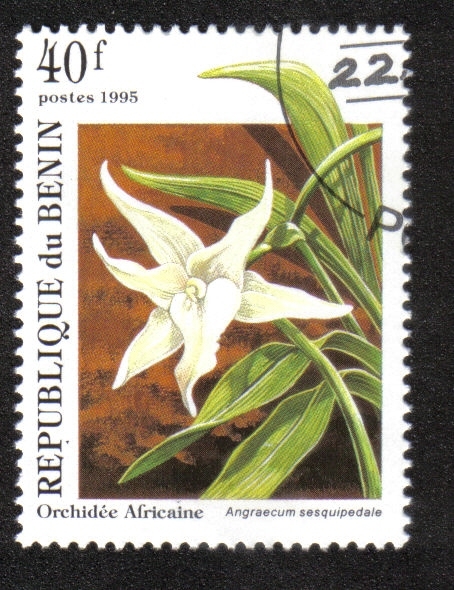 Orquídeas Africanas