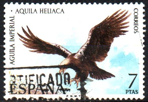 ÁGUILA  IMPERIAL.  AQUILA  HELIACA.