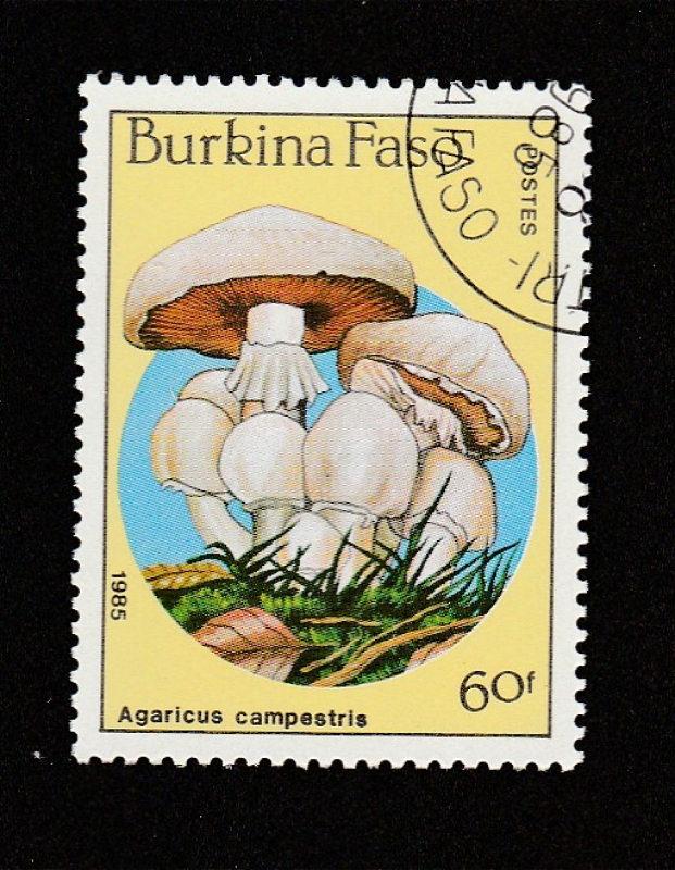 Agaricus campestris